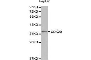 Western Blotting (WB) image for anti-Cyclin-Dependent Kinase 20 (CDK20) antibody (ABIN1871721) (CCRK anticorps)