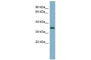 WB Suggested Anti-MUC15 Antibody Titration:  0. (MUC15 anticorps  (Middle Region))