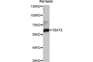 Western blot analysis of extracts of rat testis, using TEKT5 antibody (ABIN5999026) at 1:3000 dilution. (TEKT5 anticorps)