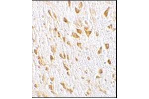 Immunohistochemistry of PIKE in mouse brain tissue with this product at 10 μg/ml. (AGAP2 anticorps  (C-Term))
