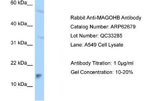 Western Blotting (WB) image for anti-Mago-Nashi Homolog B (MAGOHB) (C-Term) antibody (ABIN2789206) (Mago Nashi Homolog 2 anticorps  (C-Term))