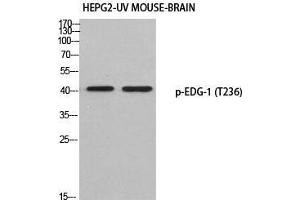 Western Blot (WB) analysis of HepG2-UV Mouse Brain using p-EDG-1 (T236) antibody.