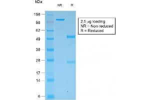 anti-Cytokeratin, Multi (Epithelial Marker) antibody