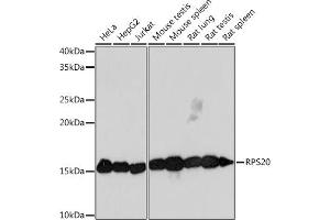 Western blot analysis of extracts of various cell lines, using RPS20 Rabbit mAb (ABIN7270017) at 1:1000 dilution. (RPS20 anticorps)