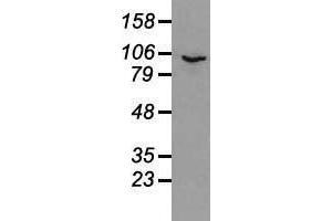 Image no. 2 for anti-Prominin 2 (PROM2) antibody (ABIN1500436) (Prominin 2 anticorps)