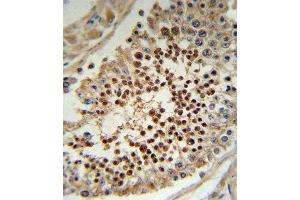 KLF5 Antibody (C-term) (ABIN391515 and ABIN2841476) IHC analysis in formalin fixed and paraffin embedded human testis tissue followed by peroxidase conjugation of the secondary antibody and DAB staining. (KLF5 anticorps  (C-Term))