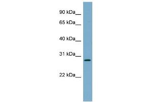 WB Suggested Anti-DNAJB9 Antibody Titration:  0.