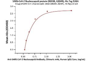 Immobilized SARS-CoV-2 Nucleocapsid protein (R203K, G204R), His Tag (ABIN6992418) at 1 μg/mL (100 μL/well) can bind A-CoV-2 Nucleocapsid Antibody, Chimeric mAb, Human IgG1 with a linear range of 0. (SARS-CoV-2 Nucleocapsid Protein (SARS-CoV-2 N) (G204R, R203K) (His tag))