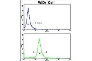 Flow cytometric analysis of WiDr cells using AXL Antibody (bottom histogram) compared to a negative control cell (top histogram). (AXL anticorps)