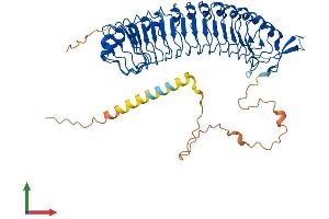 AlphaFold protein structure predicition of Human Recombinant LRRC1 Protein, UniprotID Q9BTT6