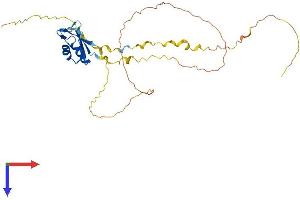 AlphaFold protein structure predicition of Human Recombinant RNPS1 Protein, UniprotID Q15287