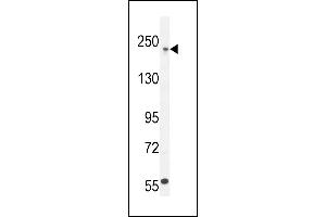 COL5A1 Antibody (N-term) (ABIN654444 and ABIN2844178) western blot analysis in  cell line lysates (35 μg/lane). (COL5A1 anticorps  (N-Term))