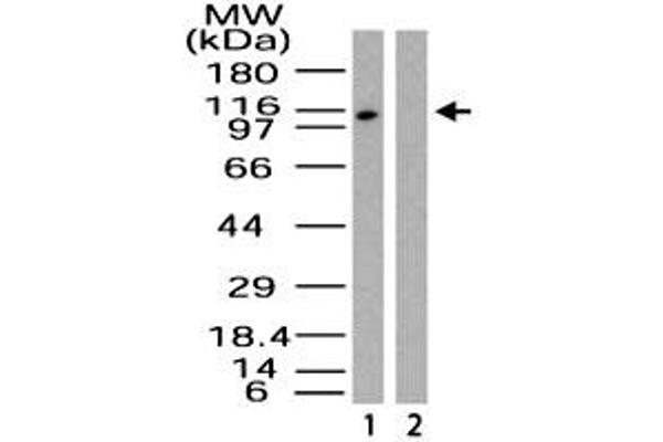 Importin 9 anticorps  (AA 950-1000)