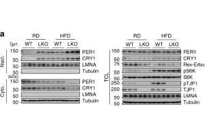 TJP1 deficiency enhances insulin sensitivity. (PER1 anticorps  (AA 1-200))