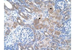SILV antibody was used for immunohistochemistry at a concentration of 4-8 ug/ml to stain Epithelial cells of renal tubule (arrows) in Human Kidney. (Melanoma gp100 anticorps)