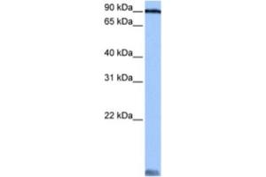 Western Blotting (WB) image for anti-Alanyl tRNA Synthetase (AARS) antibody (ABIN2462111)