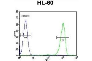 Flow cytometric analysis of HL-60 cells using CD39L3 / ENTPD3 Antibody (C-term) Cat.