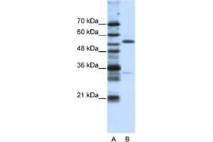 Western Blotting (WB) image for anti-Zinc Finger Protein 655 (ZNF655) antibody (ABIN2461928) (ZNF655 anticorps)