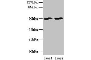 Western blot All lanes: SPZ1 antibody at 4 μg/mL Lane 1: Mouse gonadal tissue Lane 2: NIH/3T3 whole cell lysate Secondary Goat polyclonal to rabbit IgG at 1/10000 dilution Predicted band size: 50 kDa Observed band size: 50 kDa (SPZ1 anticorps  (AA 181-430))
