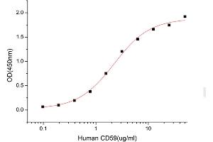 Activity Assay (AcA) image for CD59 (CD59) (AA 26-102) (Active) protein (His tag) (ABIN7607325)