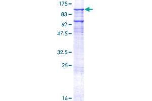 Image no. 1 for General Transcription Factor IIIC, Polypeptide 3, 102kDa (GTF3C3) (AA 1-886) protein (GST tag) (ABIN1306171)