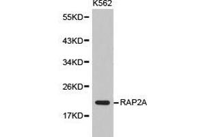 Western Blotting (WB) image for anti-RAP2A, Member of RAS Oncogene Family (RAP2A) antibody (ABIN1874550) (RAP2A anticorps)