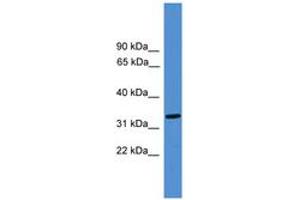 Image no. 1 for anti-LUC7-Like (LUC7L) (AA 131-180) antibody (ABIN6745475) (LUC7L anticorps  (AA 131-180))