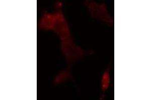 ABIN6275650 staining  293 cells by IF/ICC.