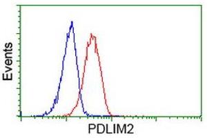 Image no. 6 for anti-PDZ and LIM Domain 2 (PDLIM2) antibody (ABIN1500125) (PDLIM2 anticorps)
