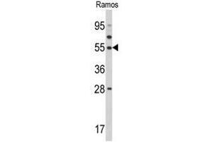 Western blot analysis of TUFM Antibody (N-term) in Ramos cell line lysates (35ug/lane). (TUFM anticorps  (N-Term))