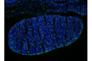 Immunofluorescence Microscopy of Mouse Anti-BrdU antibody.