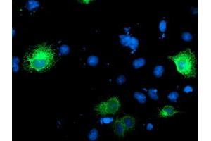 Anti-RPN1 mouse monoclonal antibody (ABIN2455101) immunofluorescent staining of COS7 cells transiently transfected by pCMV6-ENTRY RPN1 (RC201554). (RPN1 anticorps)