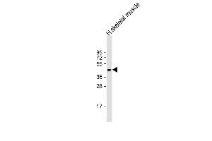 Anti-ERVK-21 Antibody (Center) at 1:2000 dilution + human skeletal muscle lysate Lysates/proteins at 20 μg per lane. (ERVK-21 anticorps  (AA 271-302))
