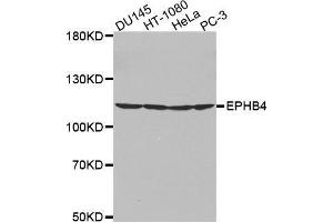Western blot analysis of extracts of various cell lines, using EPHB4 antibody. (EPH Receptor B4 anticorps  (AA 300-540))