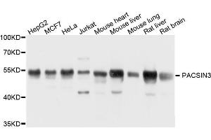 Western blot analysis of extract of various cells, using PACSIN3 antibody. (PACSIN3 anticorps)