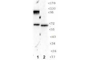 Image no. 1 for anti-Hypoxia Inducible Factor 1, alpha Subunit (Basic Helix-Loop-Helix Transcription Factor) (HIF1A) (AA 432-528) antibody (ABIN363216) (HIF1A anticorps  (AA 432-528))