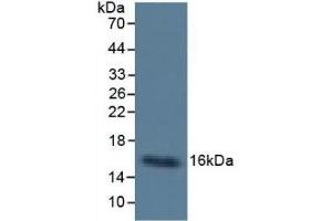 Mouse Capture antibody from the kit in WB with Positive Control: Sample Human Urine. (CST3 Kit ELISA)