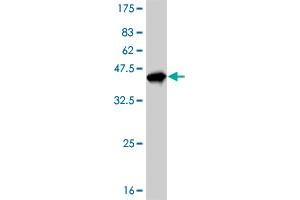Western Blot detection against Immunogen (35. (MECP2 anticorps  (AA 81-170))