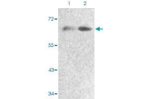 Western blot analysis of Lane 1: 293 cells, Lane 2: serum treated 293 cells with FOXO4 (phospho S197) polyclonal antibody  at 1:500-1:1000 dilution.