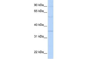 WB Suggested Anti-PHB2 Antibody Titration:  0. (Prohibitin 2 anticorps  (N-Term))