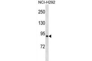 Western Blotting (WB) image for anti-Acyl-CoA Synthetase Long-Chain Family Member 1 (Acsl1) antibody (ABIN3001409) (ACSL1 anticorps)