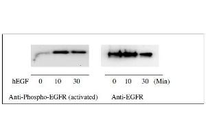 Western blot analysis of extracts from 100 ng/mL hEGF treated A431 cells. (EGFR Kit ELISA)