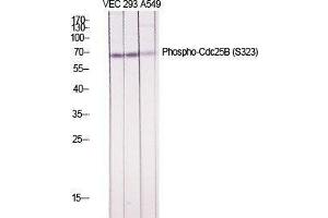 Western Blot (WB) analysis of specific cells using Phospho-Cdc25B (S323) Polyclonal Antibody.
