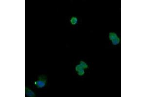 Image no. 2 for anti-Mitogen-Activated Protein Kinase 13 (MAPK13) antibody (ABIN1499957) (MAPK13 anticorps)