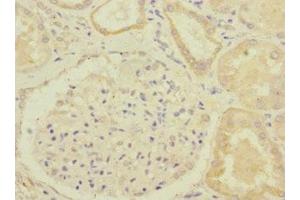 Immunohistochemistry of paraffin-embedded human kidney tissue using ABIN7154322 at dilution of 1:100