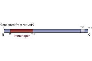 Image no. 3 for anti-Thymopoietin (TMPO) (AA 34-156) antibody (ABIN968307) (Thymopoietin anticorps  (AA 34-156))