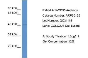 Western Blotting (WB) image for anti-Complement Decay-Accelerating Factor (CD55) (Middle Region) antibody (ABIN786092) (CD55 anticorps  (Middle Region))