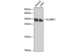 Western blot analysis of extracts of various cell lines using ELSPBP1 Polyclonal Antibody at dilution of 1:1000. (ELSPBP1 anticorps)