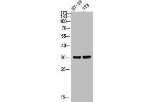 Western Blot analysis of HT-29/NIH-3T3 using FoxN2 Polyclonal Antibody. (FOXN2 anticorps  (C-Term))