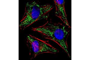 Fluorescent image of Hela cells stained with TUFM Antibody (N-term) (ABIN6242306 and ABIN6577421). (TUFM anticorps  (N-Term))